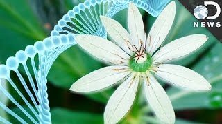 Why Do Humans Have Less DNA Than This Flower [upl. by Art52]