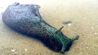 The California Sea Hare  Aplysia californica [upl. by Scholem283]