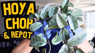 Hoya Care 💚 this nova ghost tho 😮 propagation repotting hoyas plant updates  indoor houseplants 🌱 [upl. by Odranoel788]