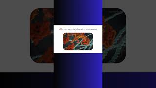 p53 APOPTOSIS AND CANCER p53 cancer apoptosis genetics genes [upl. by Lattonia]