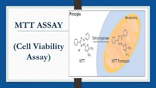 MTT ASSAY Cell Viability Assay [upl. by Demetria]