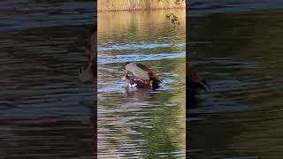 Nilgänse bei der Paarung Friedrich Ebertpark  Ludwigshafen am Rhein [upl. by Roter695]