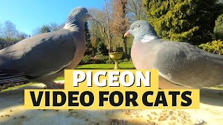 PIGEON VIDEOS FOR CATS  9 Hours Of Pigeon Paradise [upl. by Thorvald667]