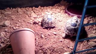 Présentation de mon terrarium pour tortue d Hermann [upl. by Setiram]