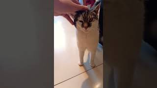 Kotka Pysia i wierszyk o pudernicy 🐱😸😹 cat kot animals kotki funny cute catlover shorts [upl. by Tristram908]