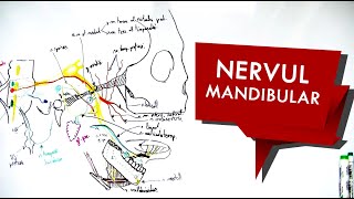 N Trigemen  Nervul MANDIBULAR [upl. by Lanevuj]