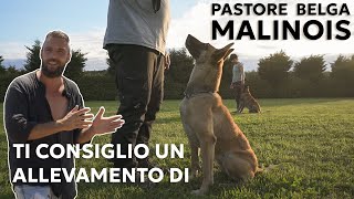 TI CONSIGLIO UN ALLEVAMENTO DI MALINOIS [upl. by Marduk]