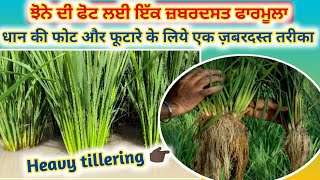 ਝੋਨੇ ਦੀ ਫੋਟ ਲਈ ਇੱਕ ਜ਼ਬਰਦਸਤ ਫਾਰਮੂਲਾ  Heavy tillering in paddy [upl. by Dolora]