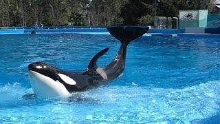 Shamu Up Close Killer Whale Training Session  Behind the Scenes  SeaWorld Orlando [upl. by Vedis106]