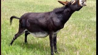 Audio Burro Rebuznando HD YouTube 2 [upl. by Iggep]