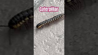 Caterpillar in the Philippines original sound angelescity pampanga philippines [upl. by Enaasiali]