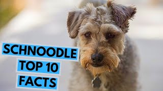 Schnoodle  TOP 10 Interesting Facts [upl. by Kimble]