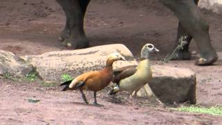 Artbastard Rostgans Nilgans [upl. by Yerot]