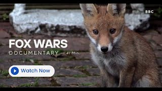 Fox Wars 2013  BBC Urban Fox Documentary HQ [upl. by Aivun]