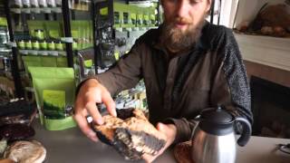 Chaga Mushroom  MiniIntensive w Yarrow Willard ClH  Harmonic Arts [upl. by Lyreb]