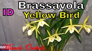 Brassavola Yellow Bird  Orchid Spotlight  BEST FRAGRANCE EVER X [upl. by Neruat424]