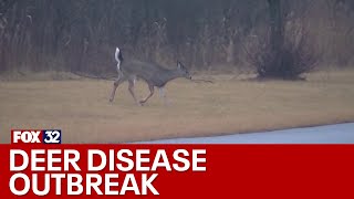 Epizootic hemorrhagic disease outbreak strikes deer in Chicagoland [upl. by Gerfen]