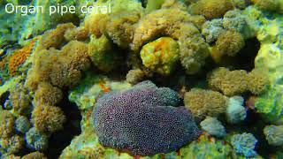 Organ pipe coral or red organ pipe coral Tubipora musica [upl. by Anileuqcaj]