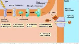 Human Eye 04 Biochemistry [upl. by Lleira881]