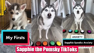 Sapphie the Pomsky New TikTok Videos  Best of Sapphie the Pomsky Videos Compilation [upl. by Enyawd]