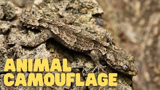 Animal Camouflage  Learn How Animals Can Blend In With Their Environments [upl. by Agan52]