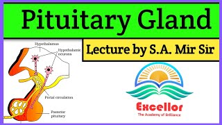 Pituitary Gland Anatomy And Physiology In Hindi  Pituitary Hormones  Hypophysis [upl. by Nangem479]