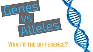 Genes vs Alleles [upl. by Oranneg861]