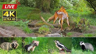 🔴 Wildlife In The Forest  247 LIVE by Morten Hilmer [upl. by Yr637]