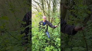 Wild Blackcurrant ribes nigrum herbs explore woodland foraging permaculture gardening [upl. by Nelyt]