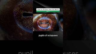 How an Octopus Sees the World  Part 1 [upl. by Isaac]