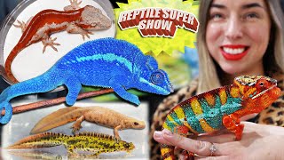 Vibrant Chameleons amp Geckos at Reptile Super Show [upl. by Suoicerp977]