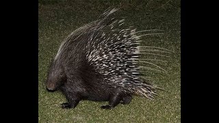 Dhaka Zoo Sojaru  Indian crested porcupine dhaka Zoo Sojaru v chita  Zoo of Dhaka [upl. by Levi]