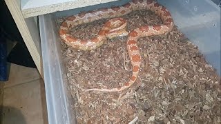 Manuseando Corn Snake Agressiva [upl. by Taylor]