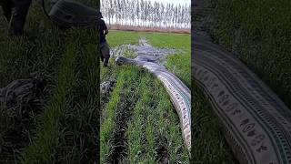 water pipe wheat crop farmingricewheatchinacropshortsshortcropmanagement [upl. by Nored]