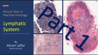 Picture tests in practical histology of lymphatic tissue part 1 [upl. by Nonregla]