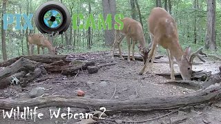 PixCamscom Wildlife Cam 2 Live Stream [upl. by Tarrance]