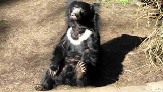 Sloth Bear can do it himself [upl. by Merkley]