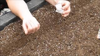 How to grow Carrots from seed [upl. by Yreneh125]