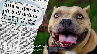 How pit bulls got a bad reputation [upl. by Tillo552]