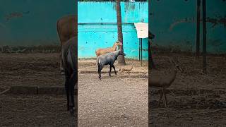 Nilgai Kaisi Hoti Hai  Nilgai Ka Video  Male And Female Nilgai [upl. by Stephine286]