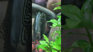 Hillstream loach eating bio film Best algae eaters for aquarium [upl. by Novyad406]