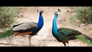 peacock vs peacock sounds black and blue mor calls voice [upl. by Eilzel]