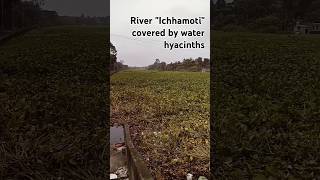 River covered by water hyacinths httpswwwyoutubecomchannelUCdUZ9zKeBkP8oH7ioqpKCeg [upl. by Sura110]