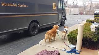 Dogs Love UPS  Compilation [upl. by Eniaj897]