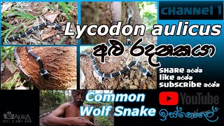 Alu radanakayaඅළු රදනකයා Lycodon aulicus [upl. by Everick]