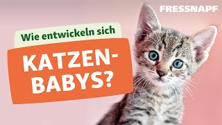 Die Entwicklung von Katzenbabys  Kitten [upl. by Norrahc]