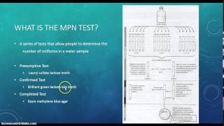 LSU Biol 2051  Microbiology Lab  Most Probable Number Technique for Fecal Coliform Detection [upl. by Erodroeht]