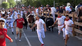 Encierro Tafalla 15082024  Ganadería Hermanas Azcona  Fiestas de Tafalla [upl. by Nerhtak]