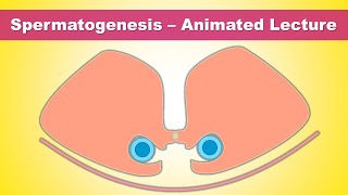 Spermatogenesis Gametogenesis  Concept of Stem cells amp Blood Testis barrier [upl. by Cirdor]