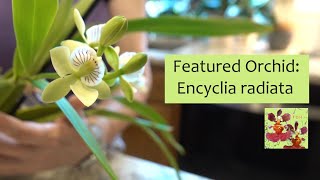 Featured Orchid Encyclia Prosthechea radiata  Easy to Grow Species Orchid  Fragrant Orchid [upl. by Neeven777]